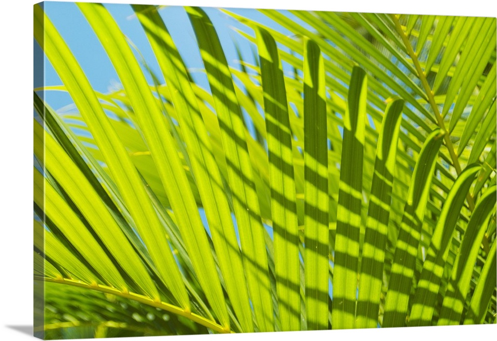 Close-Up Detail Of Light Green Palm Leaves