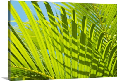 Close-Up Detail Of Light Green Palm Leaves