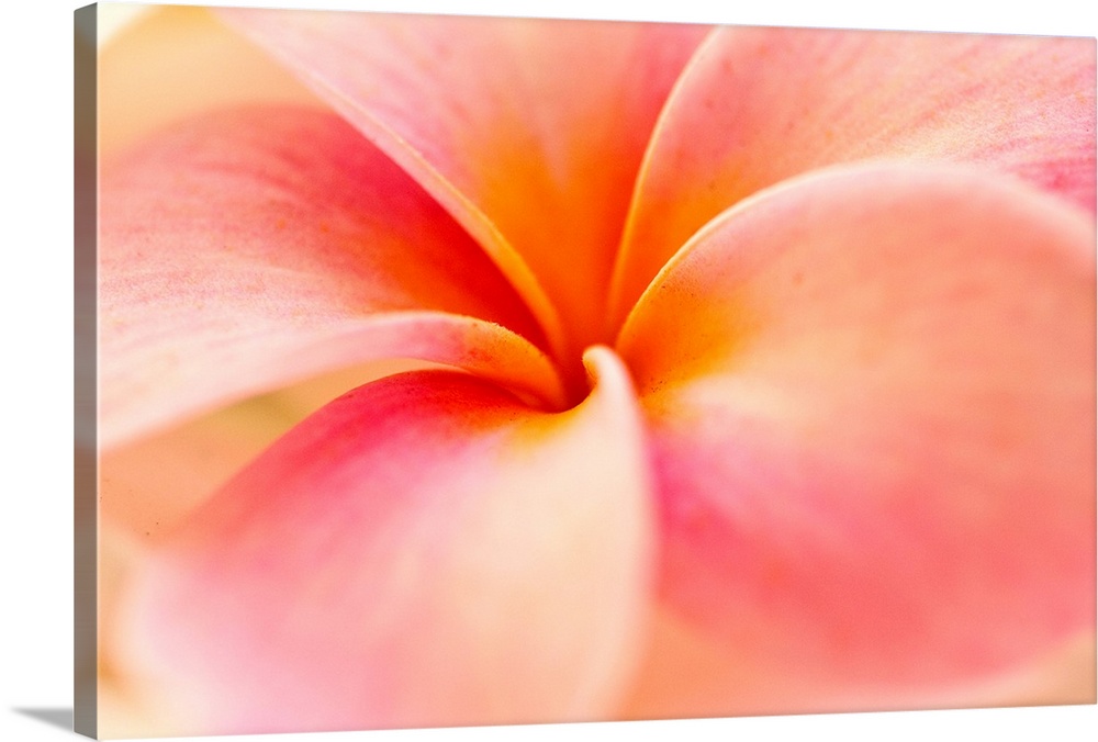 This nature photograph shows the center of a tropical flower blossom and a soft focus on its outer edges.