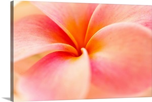 Close-Up Detail Of Pink And Orange Plumeria (Frangipani) Flower Photo ...