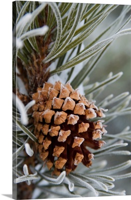 Close-Up Image Of Frost-Covered Pine Cone On Branch In Winter