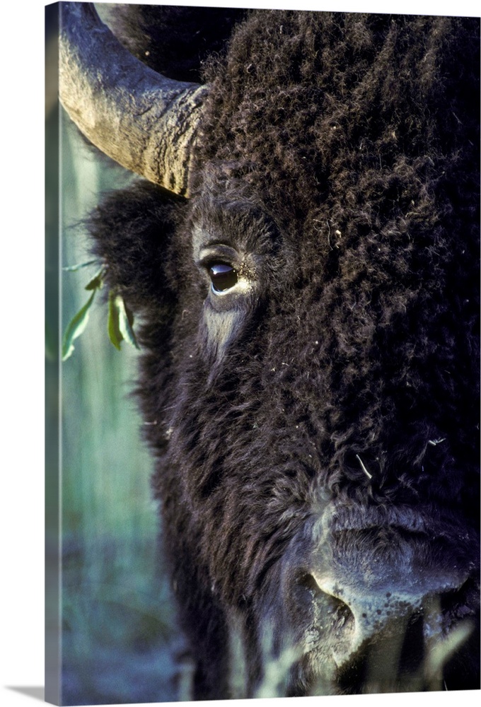 Close-up of the face of a bison bull (Bison bison) with leaves tangled in his ear, Yellowstone National Park, Wyoming, Uni...