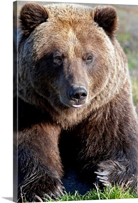 Close up of a Brown Bear, Alaska Wildlife Conservation Center, Southcentral Alaska