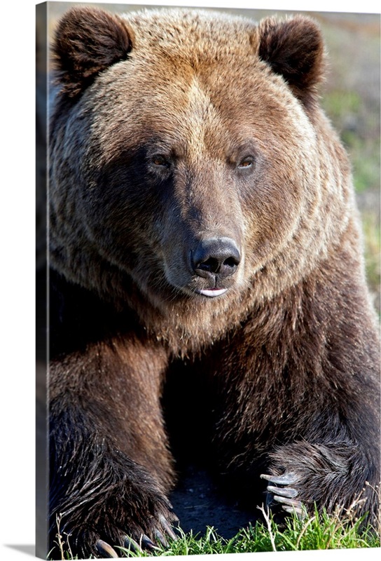 Brown Bears - Alaska Wildlife Conservation Center