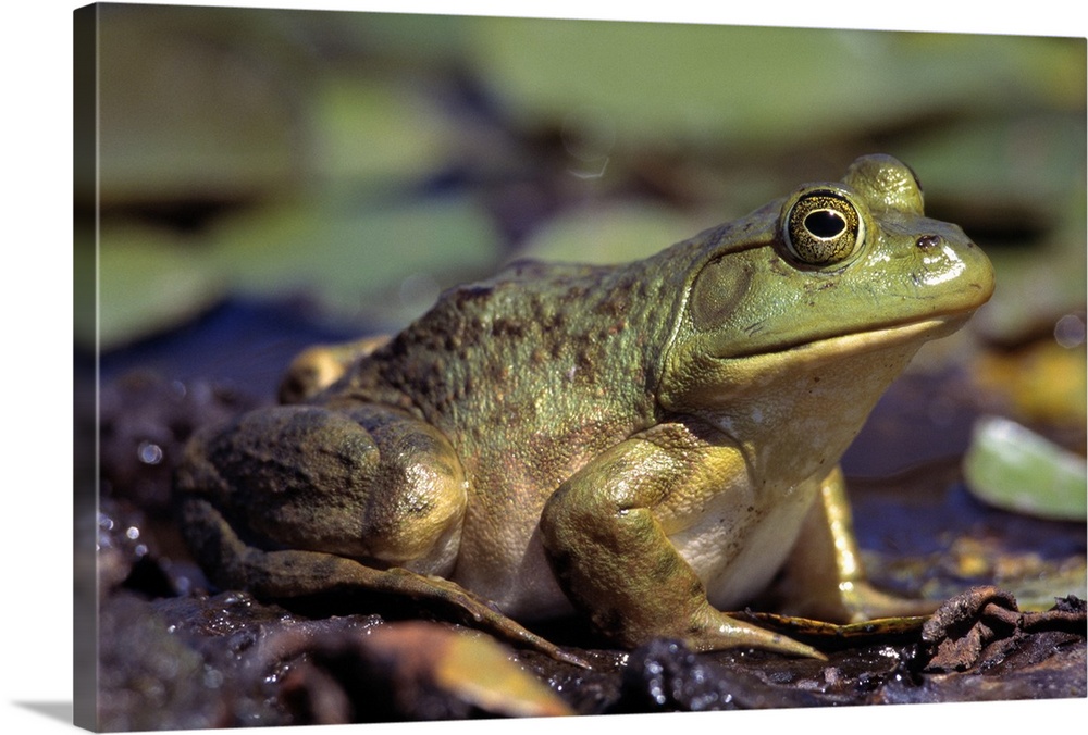 Close-Up Of A Bullfrog