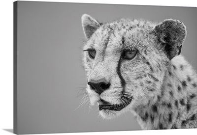 Close-Up Of A Cheetah, Looking Out Into The Savanna, Serengeti, Tanzania