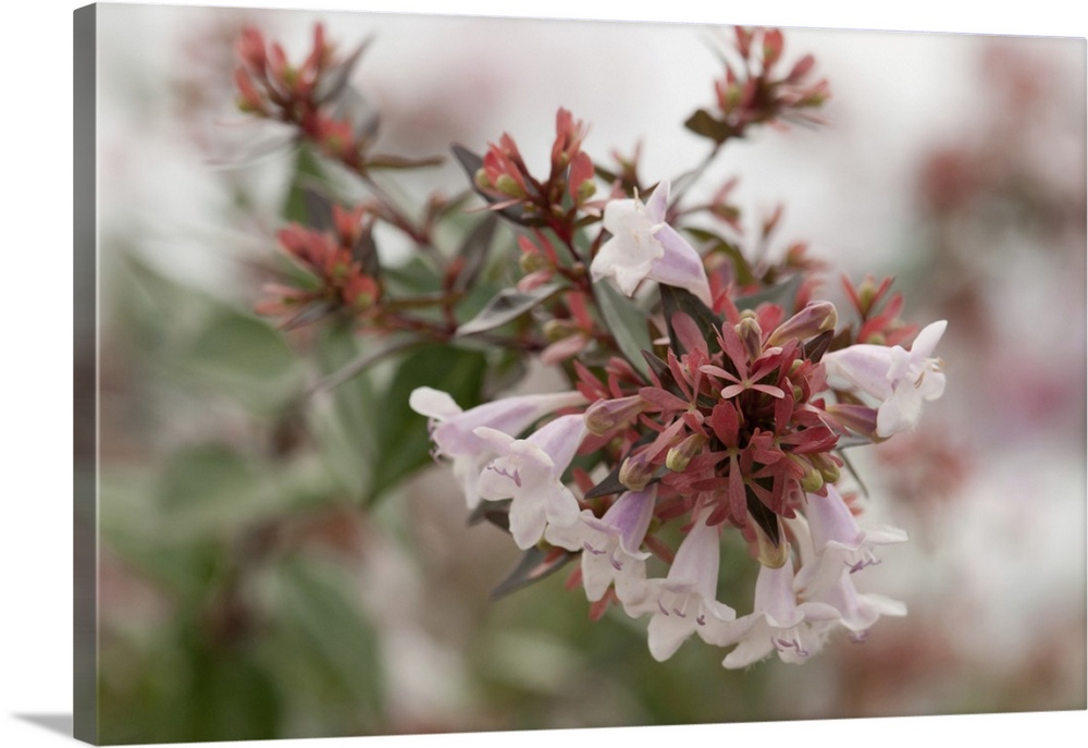 Close up of a cluster of abelia flowers in fog. Orleans, Cape Cod, Massachusetts.