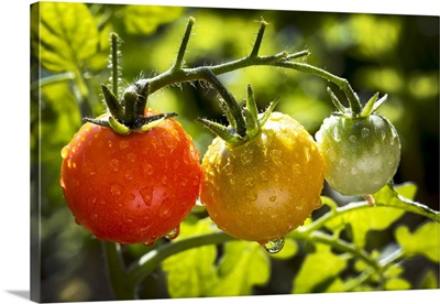 Close-up of a cluster of cherry tomatoes on a plant in the garden with water droplets