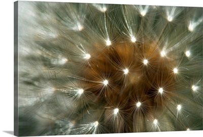 Close up of a dandelion seed head, Astoria, Oregon
