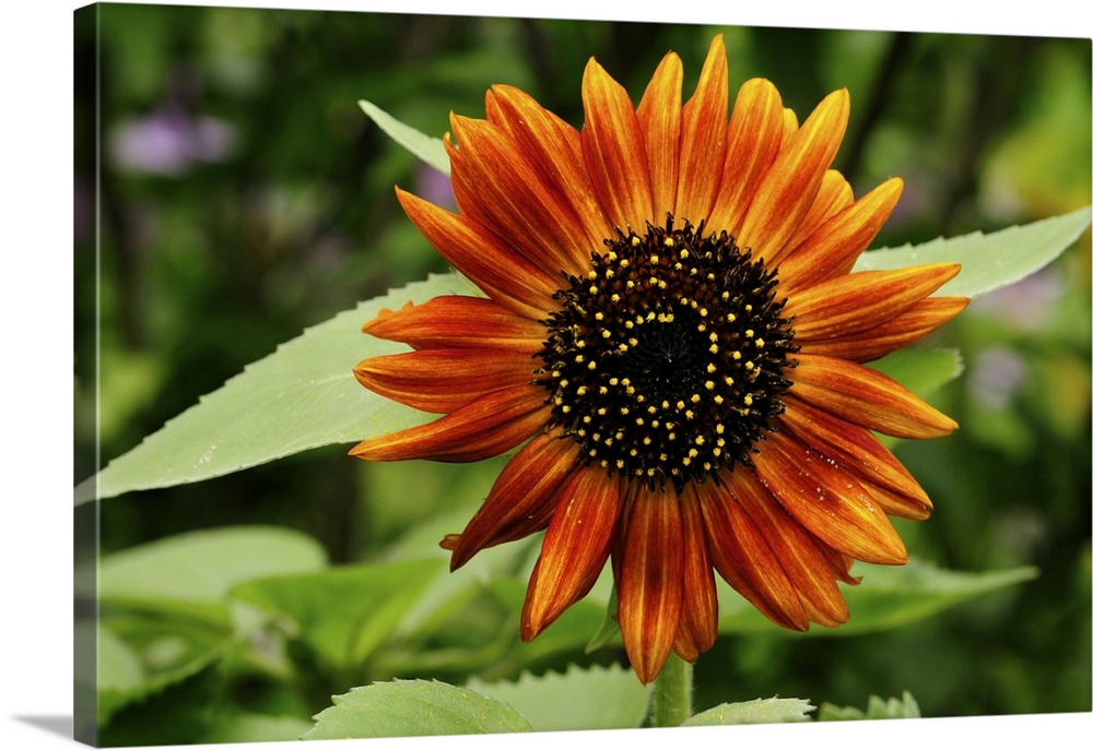 Close up of a deep orange sunflower, Helianthus annuus. Lexington, Massachusetts.