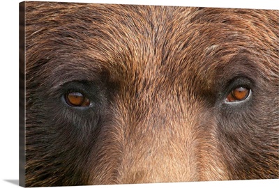 Close up of a female Brown bear's face at the Alaska Wildlife Conservation Center