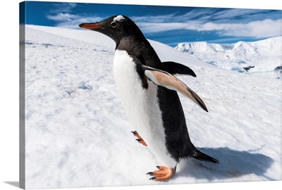 Close up of a Gentoo penguin, Neko Harbor, Antarctica