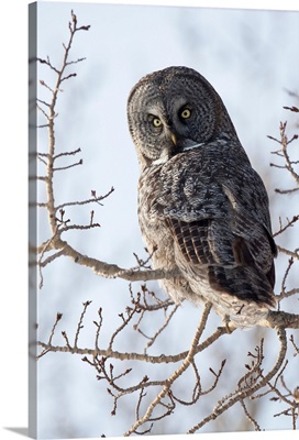 Close up of a Great Gray Owl perched in a tree, Anchorage, Southcentral Alaska, Winter