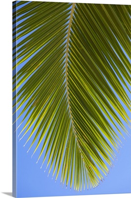 Close-up of a green coconut tree palm against a clear blue sky; Honolulu, Oahu, Hawaii