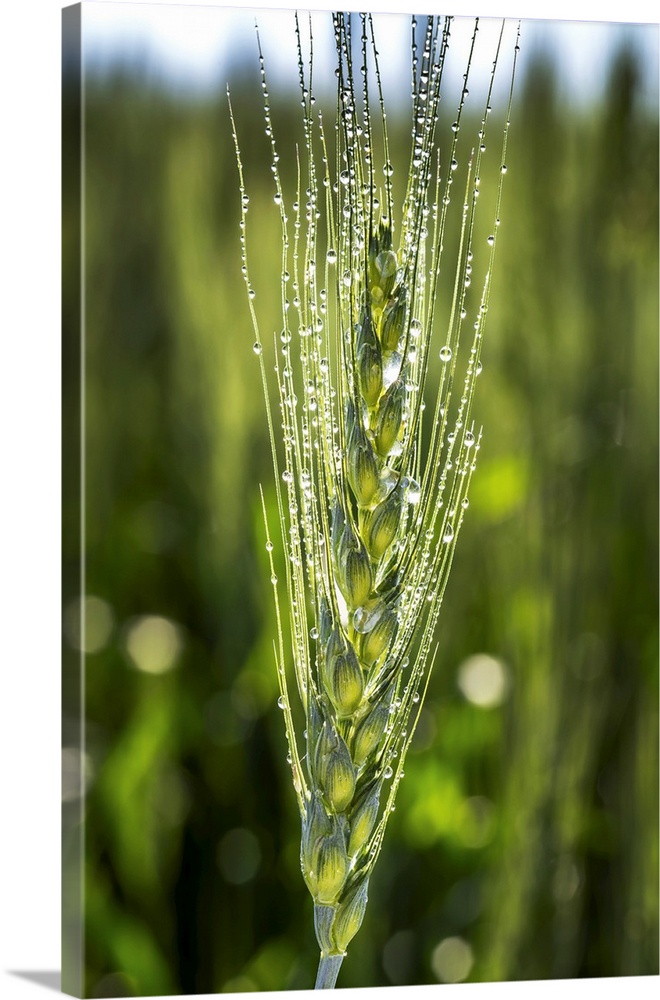 Close up of a wheat head with dew drops