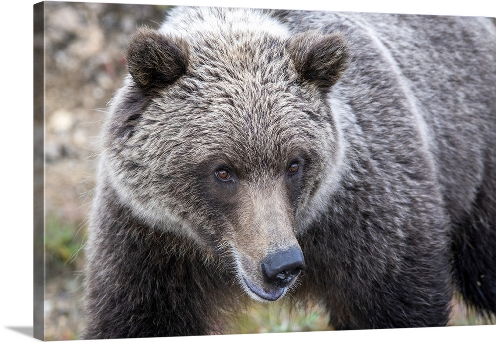 Close-up of a grizzly bear (ursus arctos horribilis) in Denali national park and preserve, Alaska, united states of America.
