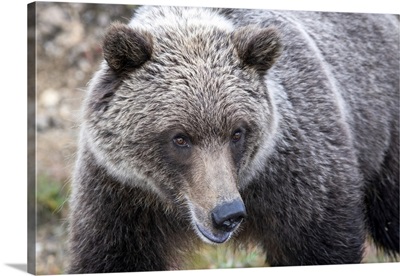 Close-Up Of A Grizzly Bear In Denali National Park And Preserve, Alaska