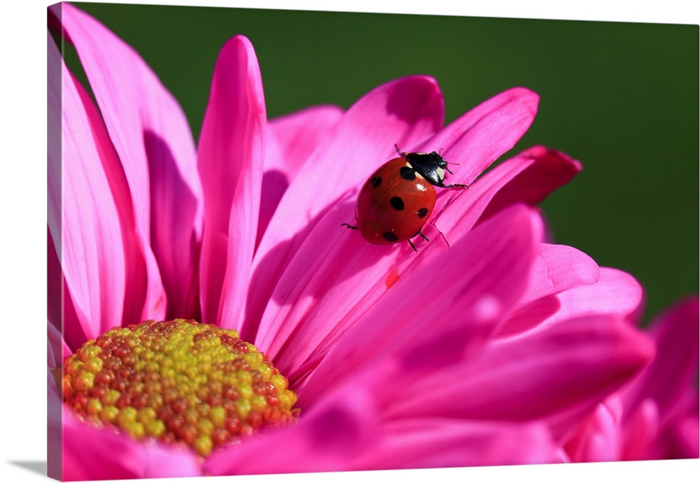 Close-up of a ladybug crawling on a petal of a pink blossom, Oregon, united states of America.