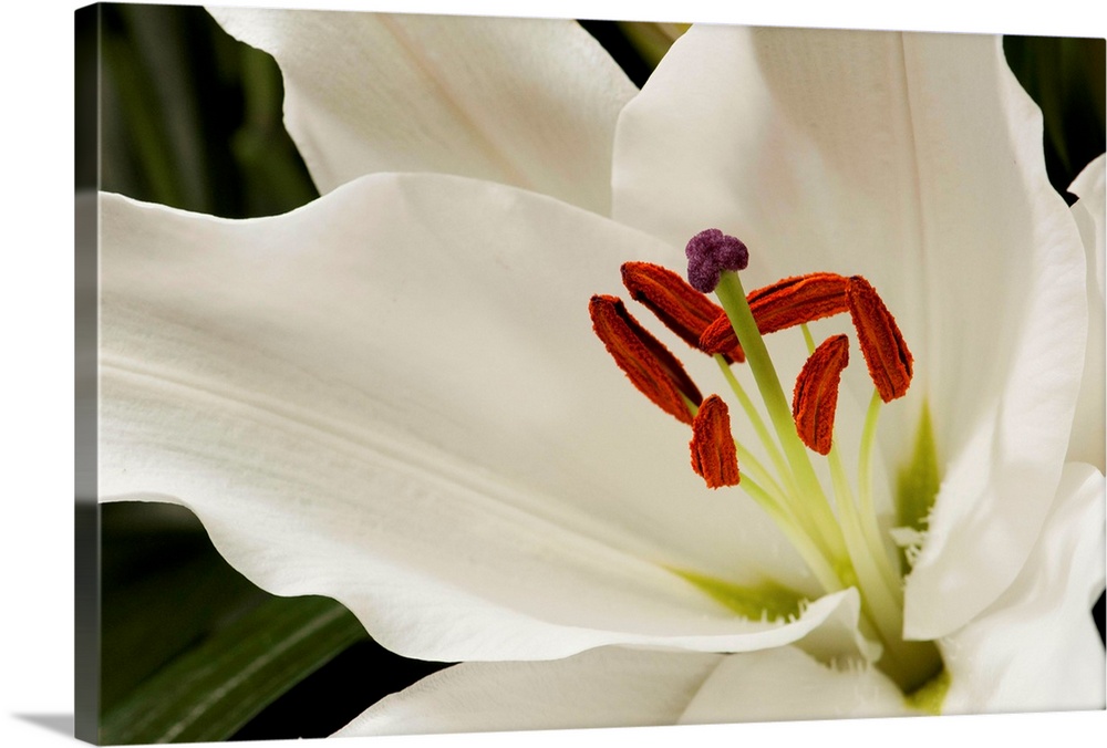 Close up of a large white lily.