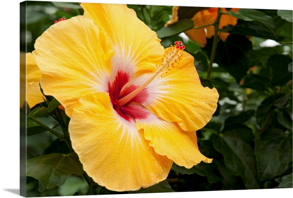 Close up of a large yellow and red hibiscus flower.