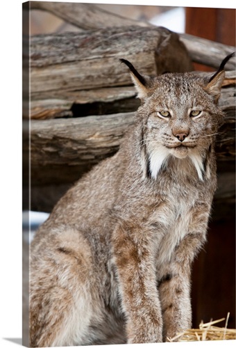 Close up of a Lynx at the Alaska Wildlife Conservation Center ...