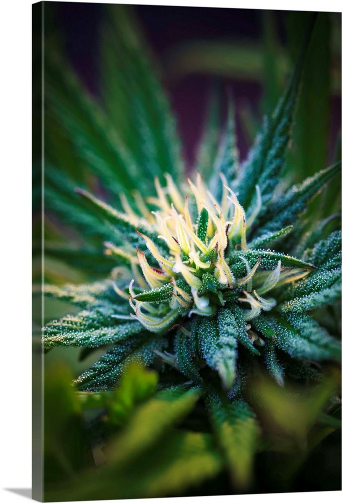 Close-up of a maturing cannabis plant and flower with visible trichomes; Marina, California, United States of America