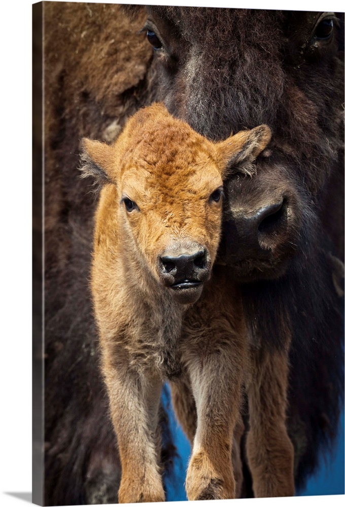 A few-day-old Wood bison calf looks at camera while its protective mother snuggles against it. Captive. AWCC. Southcentral...