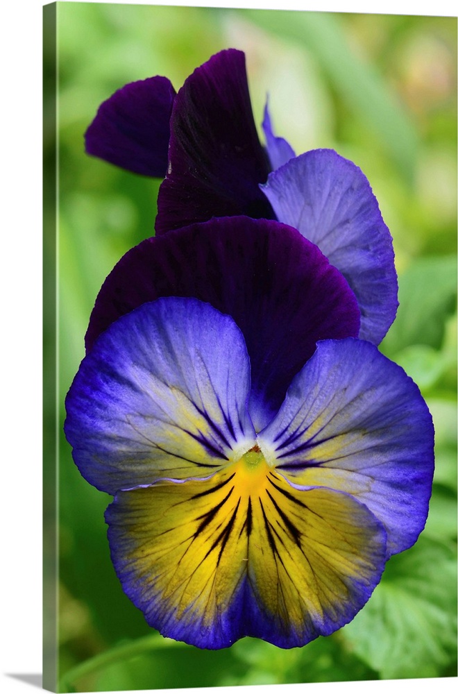 Close up of a pair of pansy flowers. Wellesley, Massachusetts.