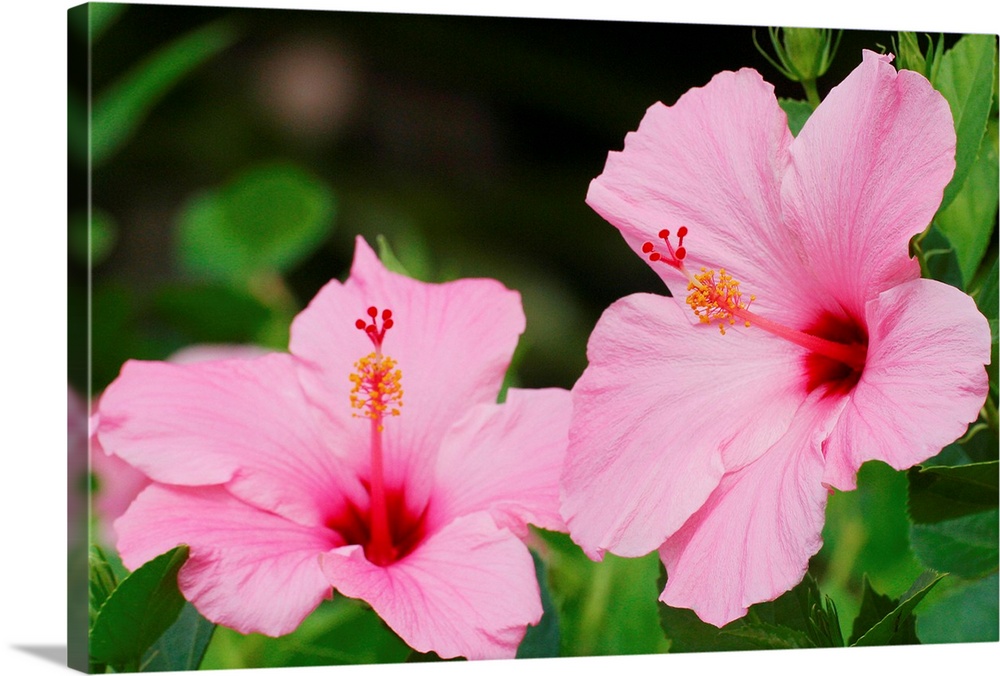 Close-Up Of A Pair Of Pink Hibiscus