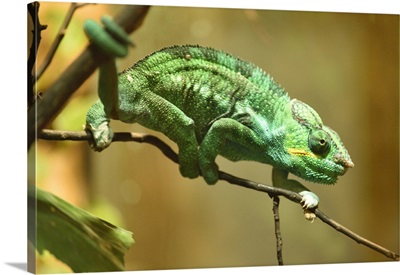 Close-Up Of A Panther Chameleon In A Terrarium, Bavaria, Germany