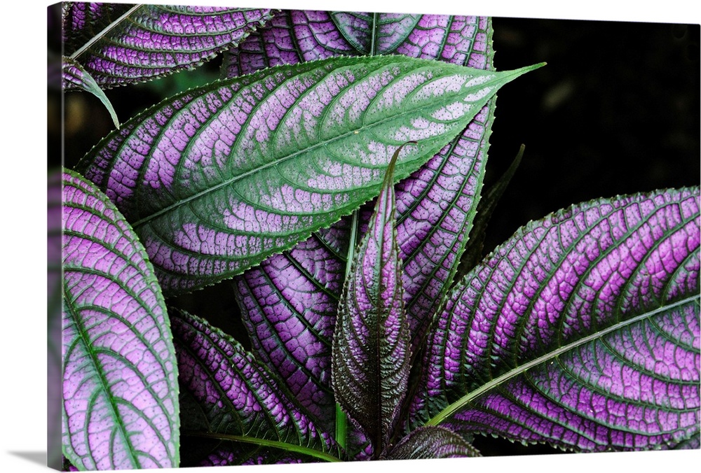 Close up of a Persian shield plant, Strobilanthes dyerianus.