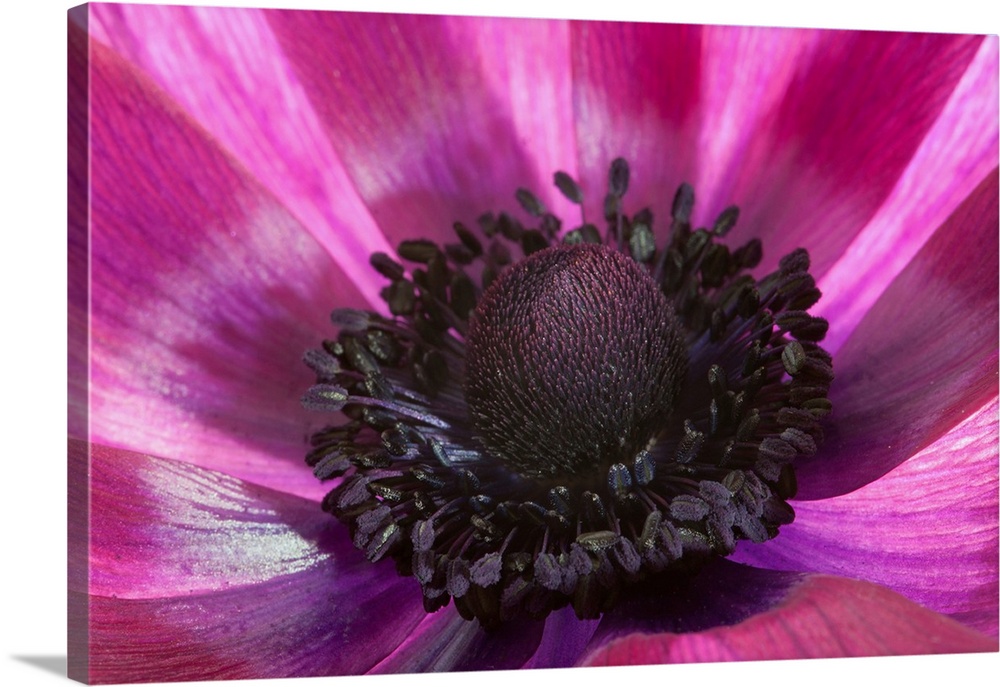 Close up of a pink anemone flower. Arlington, Massachusetts.