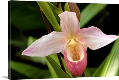 Close up of a pink lady's slipper orchid flower, Cypripedium species.; Atlanta Botanical Garden, Atlanta, Georgia.