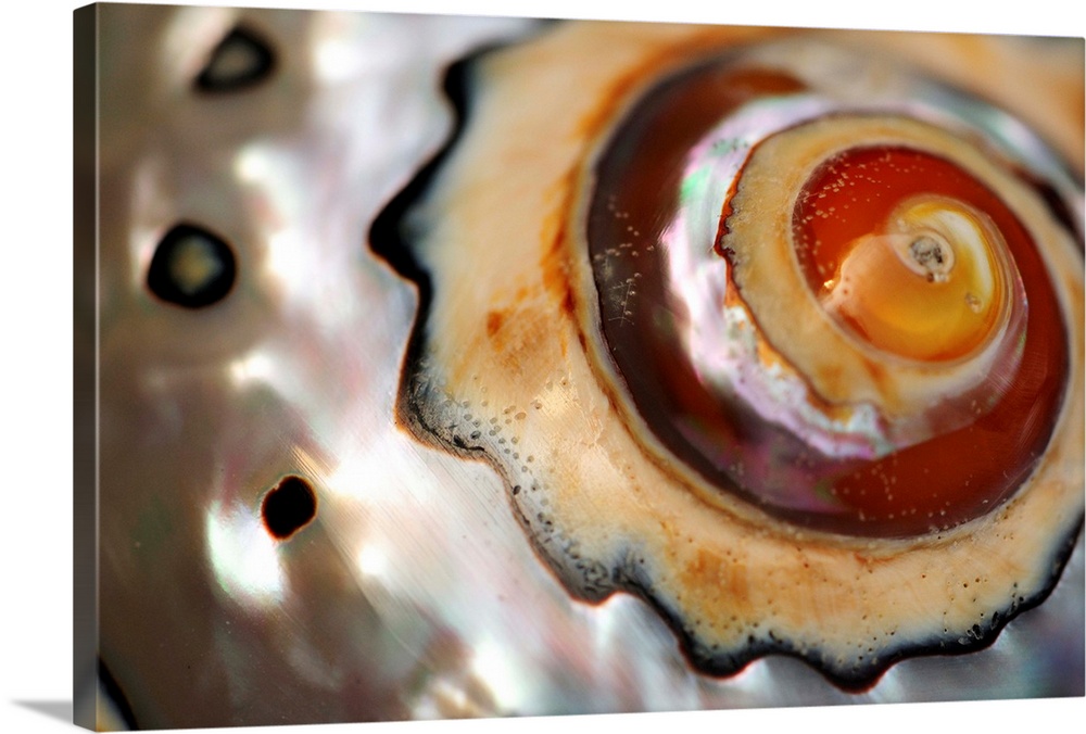 Close up of a polished moon snail shell.
