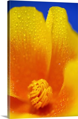 Close Up Of A Poppy With Dew On The Petals; Happy Valley, Oregon, Usa