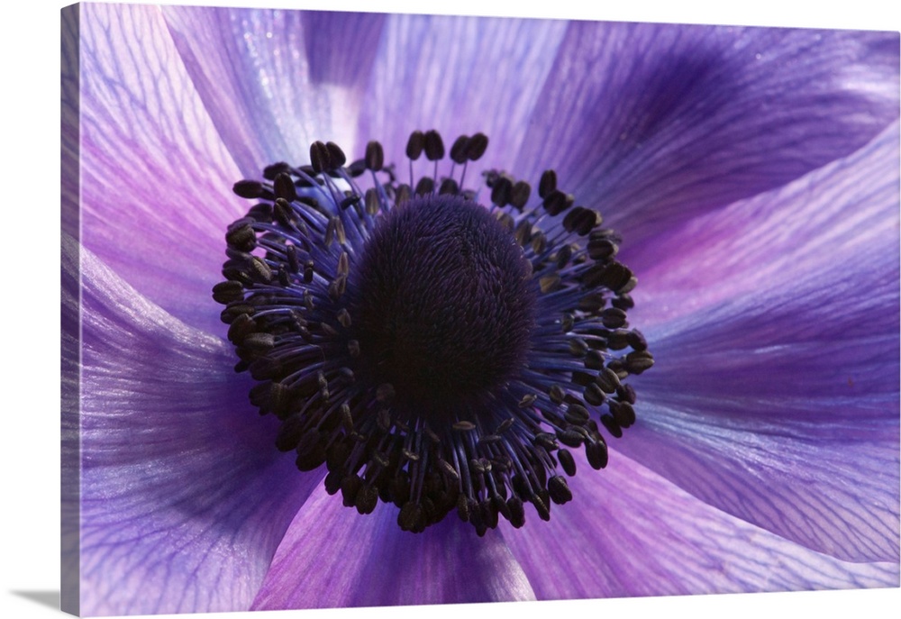 Close up of a purple anemone flower, Anemone coronari. Arlington, Massachusetts.