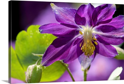 Close up of a purple columbine flower, Aquilegia species.; Brewster, Massachusetts.