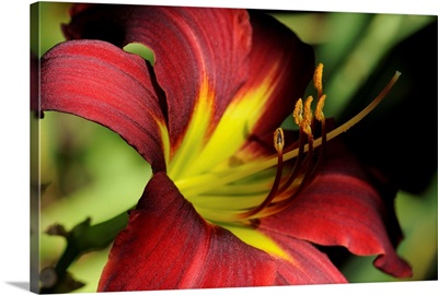 Close up of a red and yellow lily flower.; Acton Arboretum, Acton, Massachusetts.