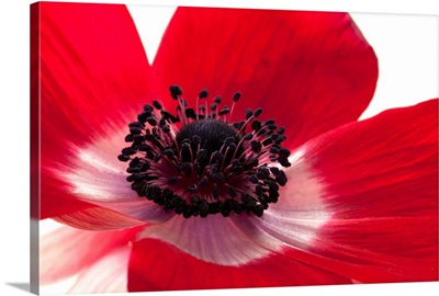 Close up of a red anemone flower.; Arlington, Massachusetts.