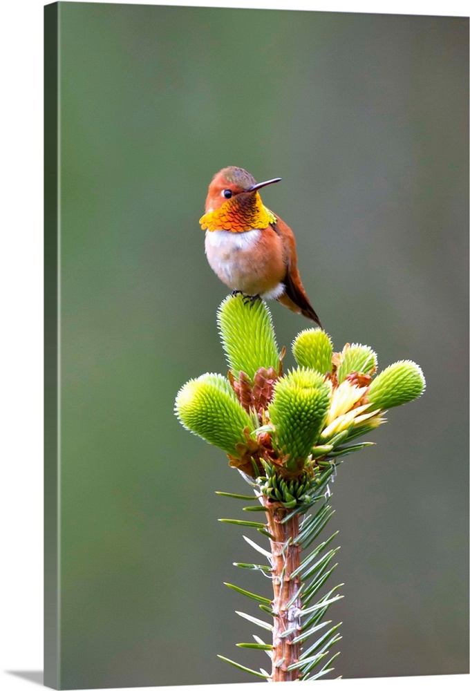 Close up of a Rufous Hummingbird sitting on top of Spruce Tree on Shelter Island, Southeast, Summer.