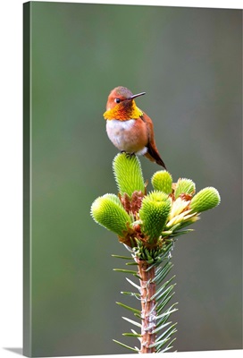 Close up of a Rufous Hummingbird sitting on top of Spruce Tree on Shelter Island
