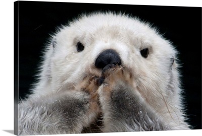 Close up of a sea otter floating on its back, Point Defiance Zoo, Tacoma, Washington USA