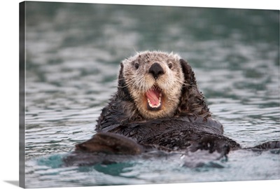 Close up of a Sea Otter swimming on back in Prince William Sound, Alaska
