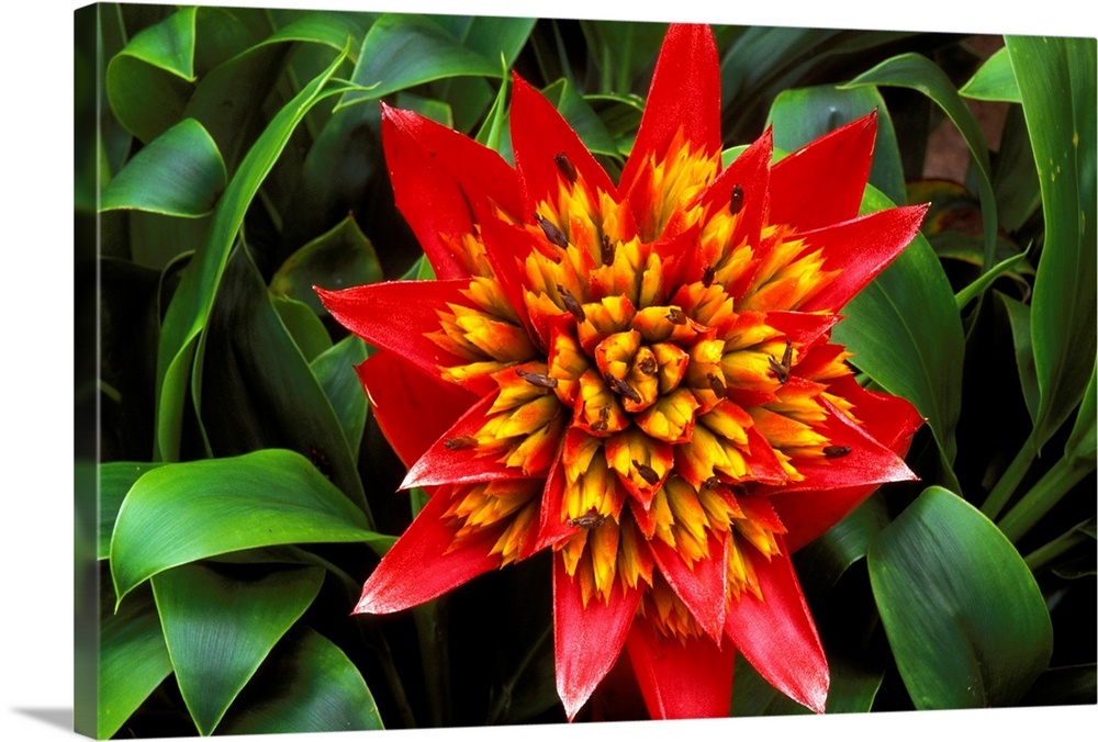 Close-Up Of A Single Red Bromeliad Blooming With Yellow Center