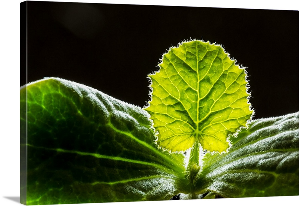CloseUp Of A Squash Seedling; Calgary, Alberta, Canada Wall Art