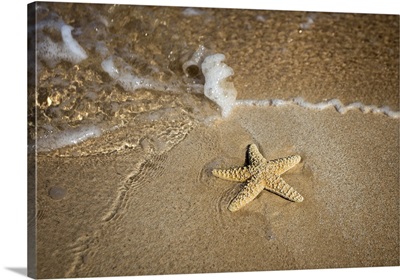 Close-up of a starfish and wave on a beach; Maui, Hawaii, United States of America