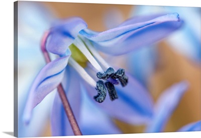 Close Up Of A Tiny Blue Scilla Flower In The Early Spring, Cambridge, Massachusetts