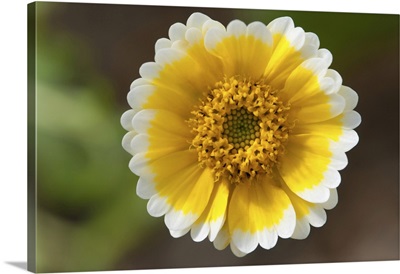 Close Up Of A Tiny Desert Wildflower, Wellesley, Massachusetts