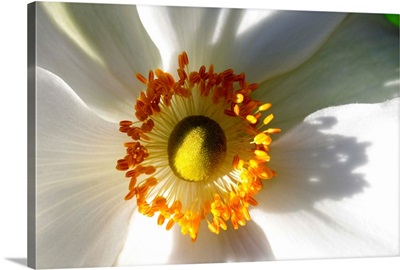 Close up of a white anemone flower.; Beverly, Massachusetts.