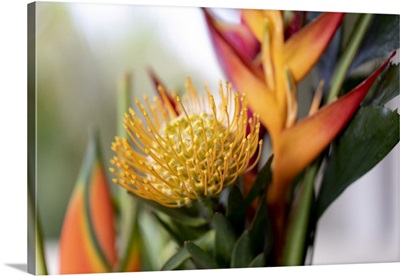 Close-Up Of A Yellow Pincushion Protea And Yellow And Orange Heliconia Flowers